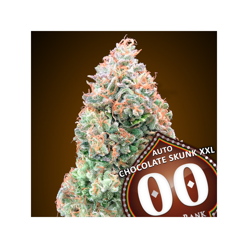 Chocolate Skunk XXL - Autofloraison - 00 Seeds Bank | ROOTS-SEEDS .FR