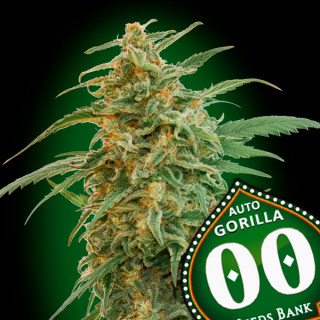 Gorilla - Autofloraison - 00 Seeds Bank | ROOTS-SEEDS .FR