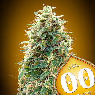 Cheese - Autofloraison - 00 Seeds Bank|ROOTS - SEEDS .FR