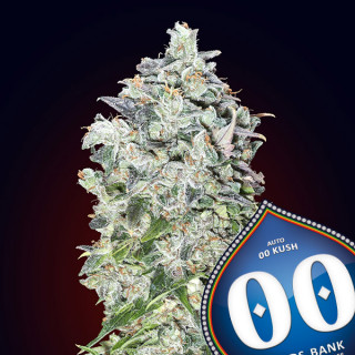 00 Kush Féminisée - 00 Seeds Bank - Graines de cannabis de collection