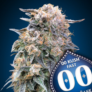 Kush Fast - Féminisée - 00 Seeds | ROOTS-SEEDS .FR