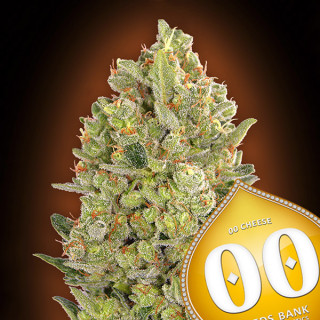 00 Cheese Féminisée - 00 Seeds|ROOTS - SEEDS .FR