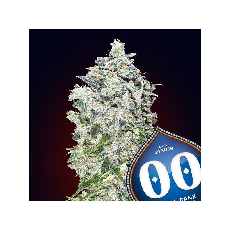 Kush - Autofloraison - 00 Seeds Bank | ROOTS-SEEDS .FR