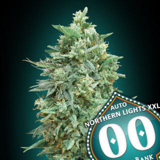 Northern Lights XXL - Autofloraison - 00 Seeds Bank | ROOTS-SEEDS .FR