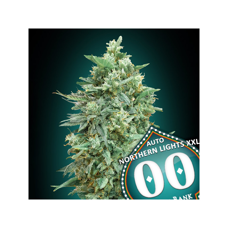 Northern Lights XXL - Autofloraison - 00 Seeds Bank | ROOTS-SEEDS .FR