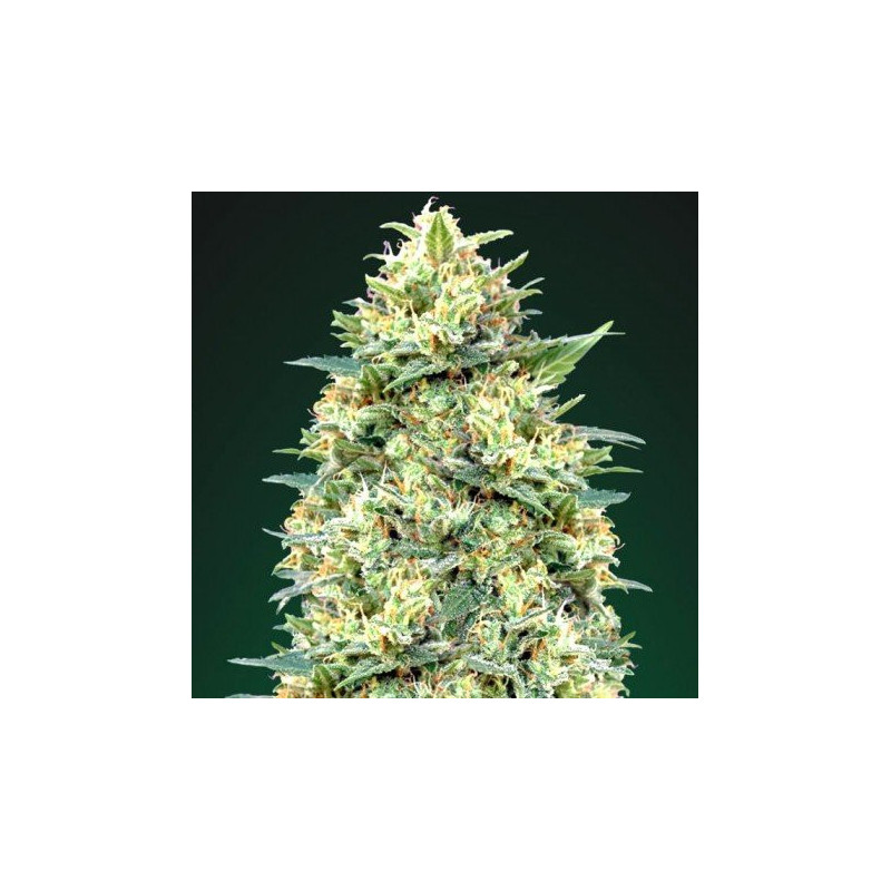 Auto white widow 00 seeds bank