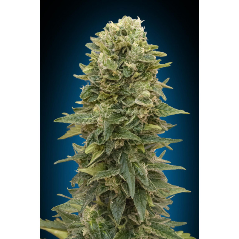 Female mix 00 seeds bank Female mix 00 seeds bank