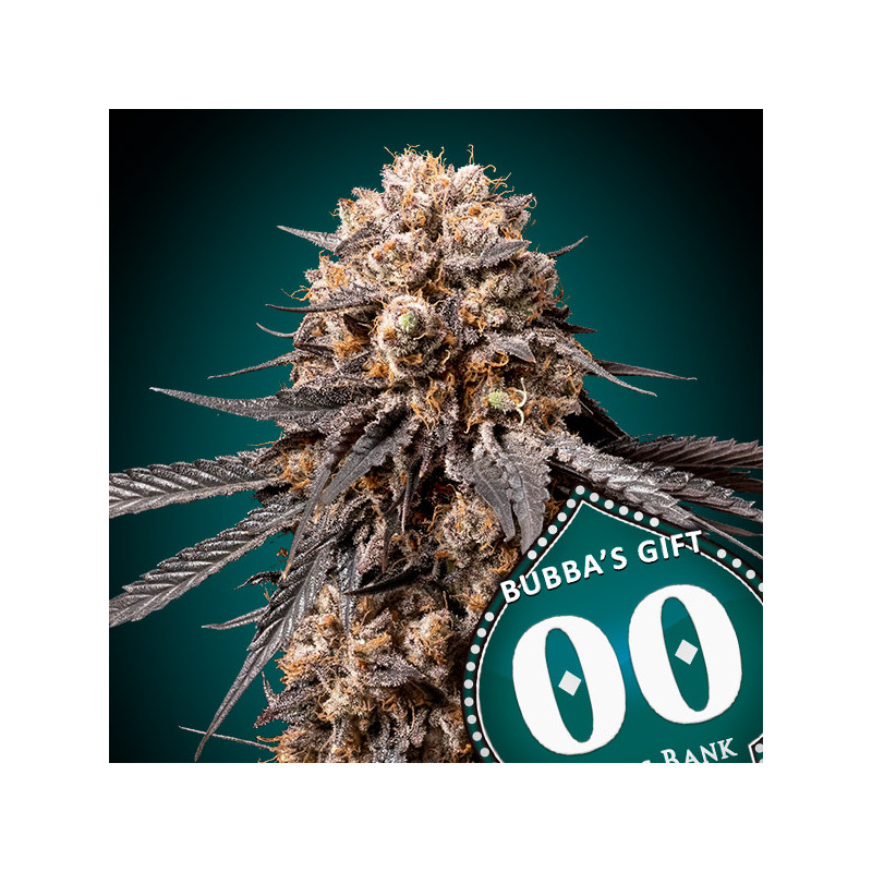 Bubba's Gift - Féminisée - 00 Seeds Bank | ROOTS-SEEDS.FR