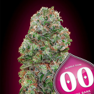 Bubble Gum – Féminisée – 00 Seeds Bank | ROOTS-SEEDS.FR