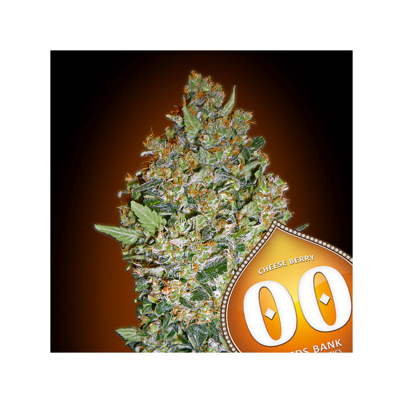 Cheese Berry - Féminisée - 00 Seeds Bank | ROOTS-SEEDS.FR