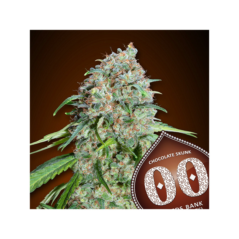 Chocolate Kush - Féminisée - 00 Seeds Bank |ROOTS-SEEDS.FR