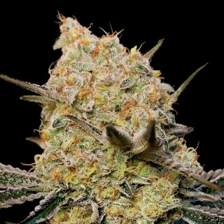 Gelato Mint - Féminisée - 00 Seeds Bank | ROOTS-SEEDS.FR