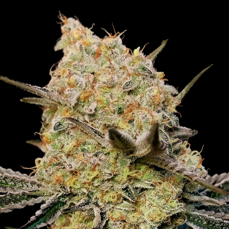 Gelato Mint - Féminisée - 00 Seeds Bank | ROOTS-SEEDS.FR
