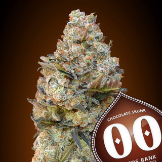 Chocolate Skunk - Féminisée - 00 Seeds Bank|ROOTS-SEEDS.FR