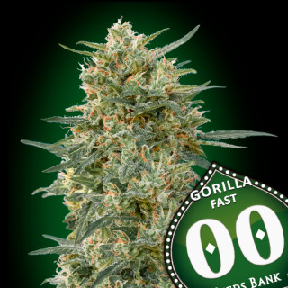 Gorilla Fast - Féminisée - 00 Seeds Bank | ROOTS-SEEDS.FR