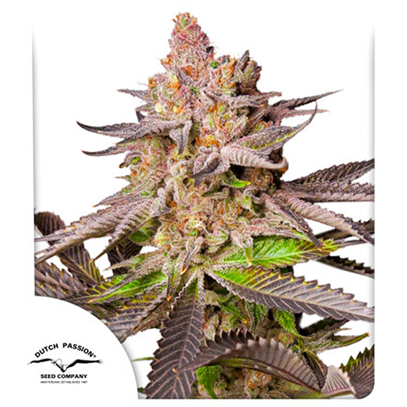 Melonade Runtz - Dutch Passion - Graines de cannabis de Collection Melonade Runtz - Dutch Passion - Graines de cannabis de Collection