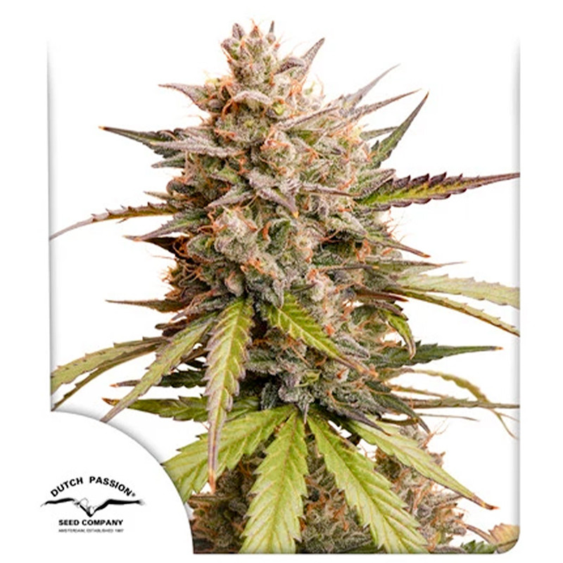 Auto Melonade Runtz - Dutch Passion - Graines de cannabis de Collection Auto Melonade Runtz - Dutch Passion - Graines de cannabis de Collection