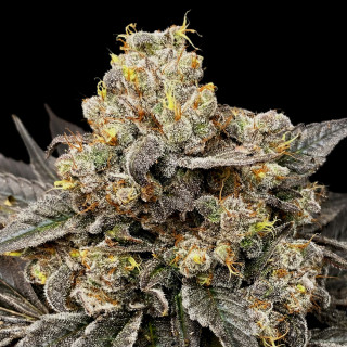 Biscotti Zkittles - Féminisée - 00 Seeds Bank | ROOTS-SEEDS.FR