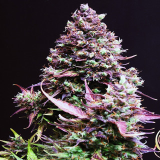 Cream Caramel -  Autofloraison - Sweet Seeds