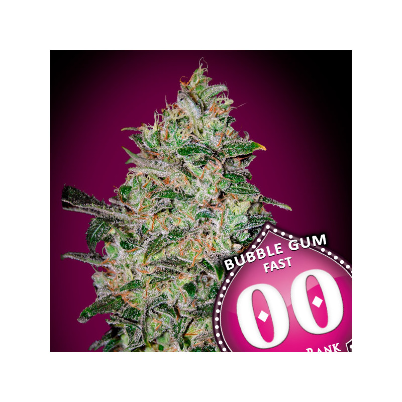 Bubble Gum Fast - Féminisée - 00 Seeds Bank | ROOTS-SEEDS.FR
