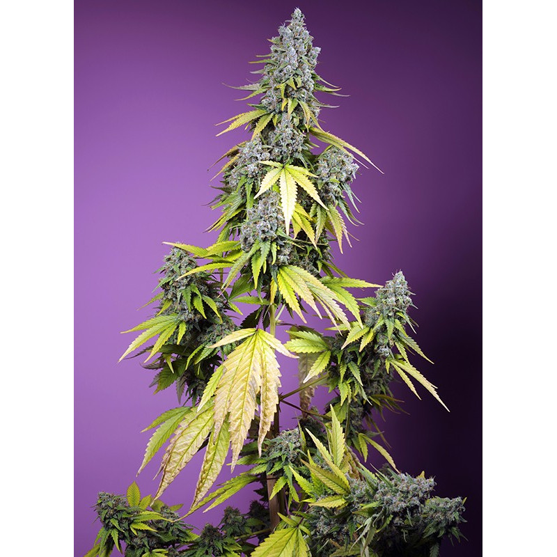 Jet Fuel Mandarine XL Auto - 1 - Sweet Seeds - Graines de Collection Jet Fuel Mandarine XL Auto - 1 - Sweet Seeds - Graines de Collection