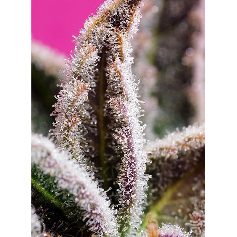 Jealousy Z XL Auto - Sweet Seeds - Zoom Jealousy Z XL Auto - Sweet Seeds - Zoom