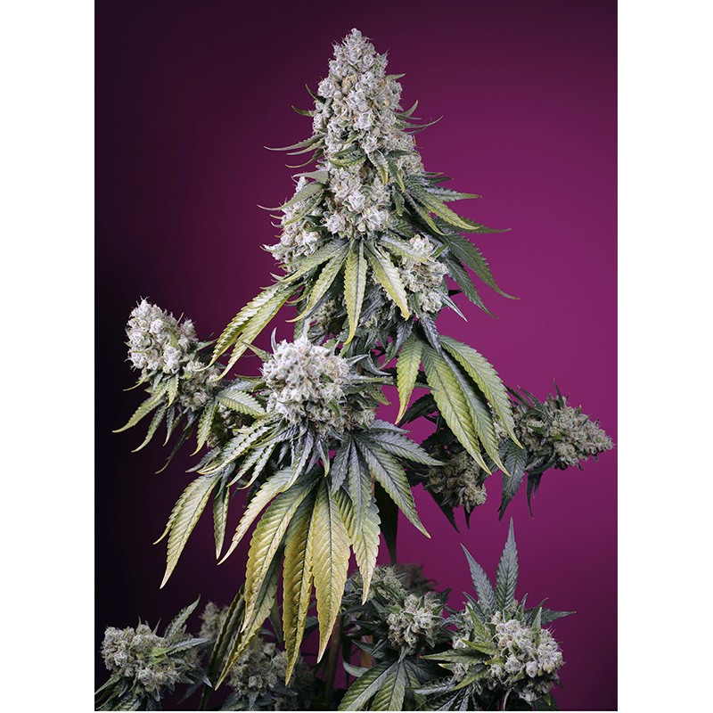 Jealousy Z XL Auto - Sweet Seeds Jealousy Z XL Auto - Sweet Seeds
