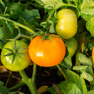 Tomate Orange Précoce "Orange Queen" - Kokopelli