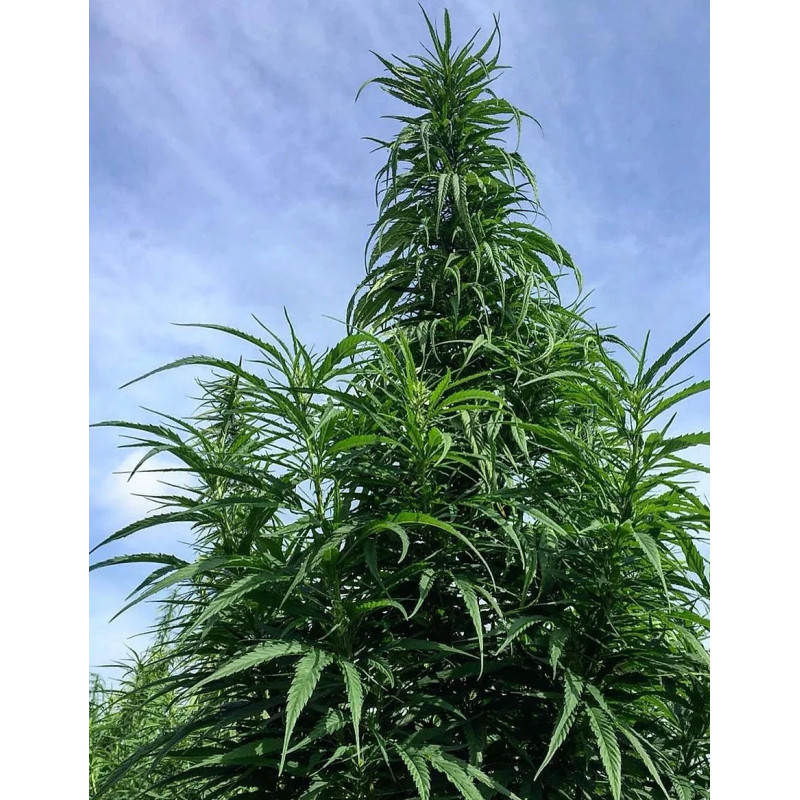 Cannabis Carmagnola CBD - Kokopelli - PLante Cannabis Carmagnola CBD - Kokopelli - PLante