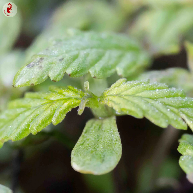 Cannabis Carmagnola CBD - Kokopelli - zoom Cannabis Carmagnola CBD - Kokopelli - zoom