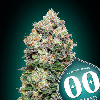 Northern lights - Féminisée - 00 Seeds Bank | ROOTS-SEEDS .FR