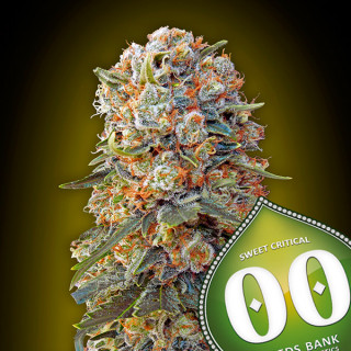 Sweet Critical 2.0 - Féminisée - 00 Seeds Bank | ROOTS-SEEDS .FR