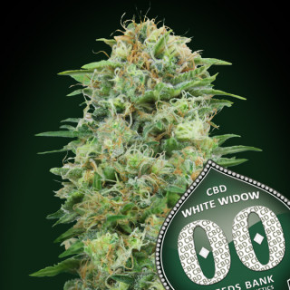 White widow CBD -Féminisée - 00 Seeds Bank | ROOTS-SEEDS .FR