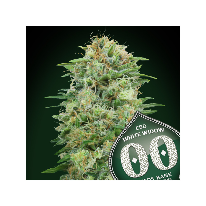 White widow CBD -Féminisée - 00 Seeds Bank | ROOTS-SEEDS .FR