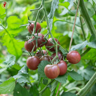 Tomate-Cerise Noire Mi-Saison "Black Cherry" - Kokopellli