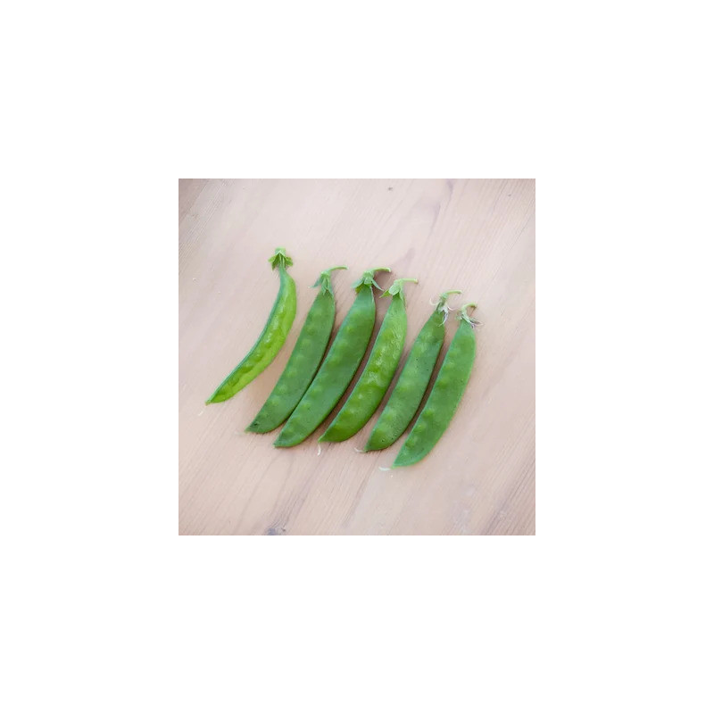 Pois Gourmand Nain Norli - Kokopelli Pois Gourmand Nain Norli - Kokopelli