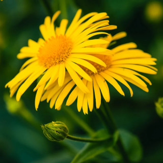 Arnica des montagnes - Kokopelli