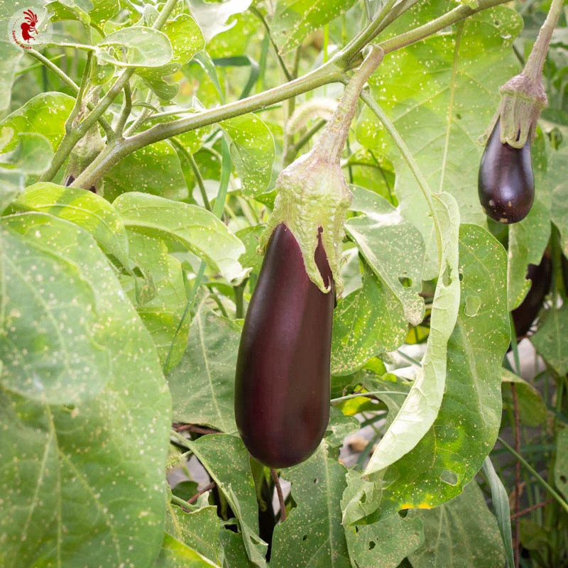 Aubergine de Barbentane Aubergine de Barbentane