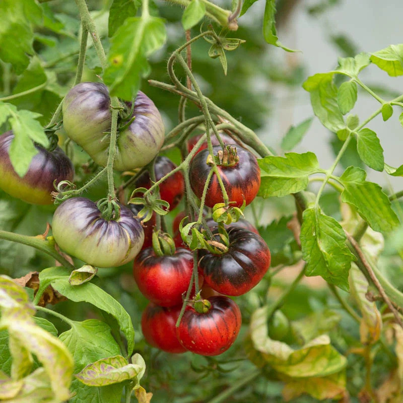 Tomate Indigo Mi-Saison "Blue Beauty" Tomate Indigo Mi-Saison "Blue Beauty"