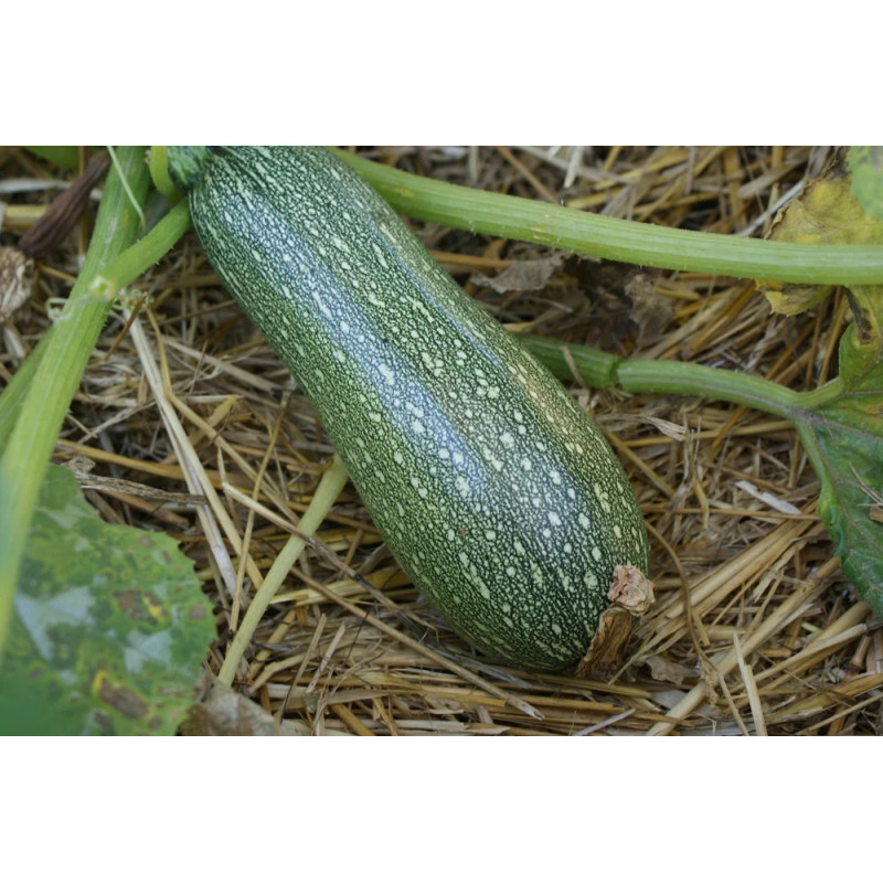 Courgette Petite Grise d’Alger Courgette Petite Grise d’Alger