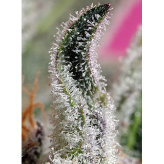 Papaya Zoap - Autofloraison - Sweet Seeds