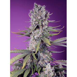 Papaya Zoap F1 Fast Version - Sweet Seeds