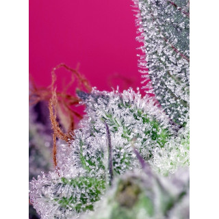 Papaya Zoap F1 Fast Version - Sweet Seeds