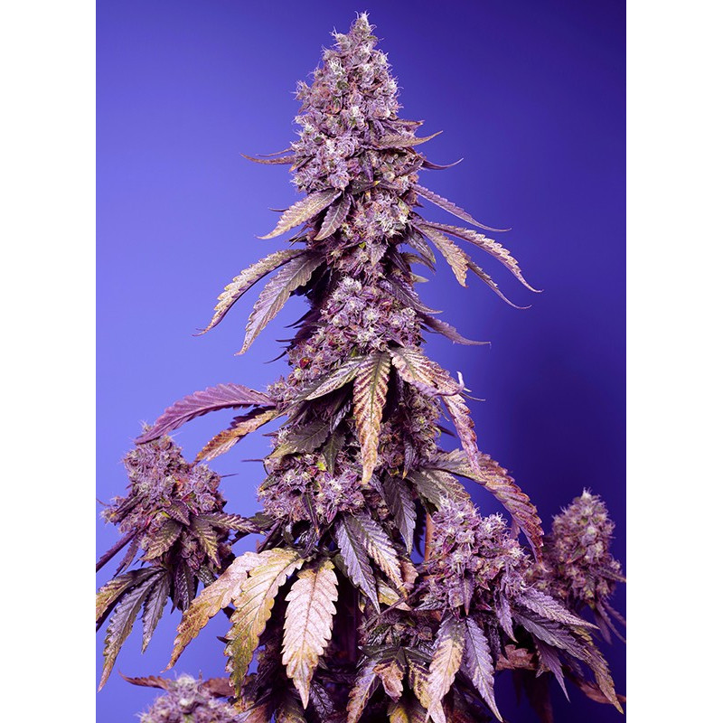 Black Muffin F1 Fast Version - Sweet Seeds Black Muffin F1 Fast Version - Sweet Seeds
