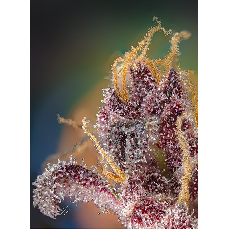Black Muffin F1 Fast Version - Sweet Seeds Black Muffin F1 Fast Version - Sweet Seeds