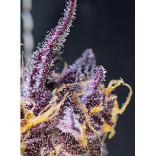 Diablo Rojo XL - Autofloraison - Sweet Seeds