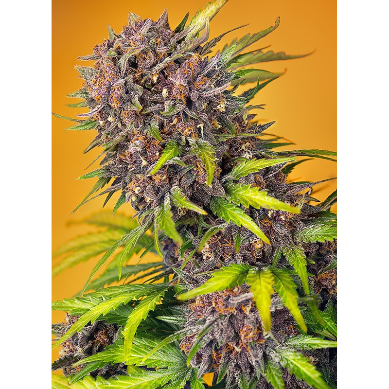 Diablo Rojo XL Auto - Sweet Seeds Diablo Rojo XL Auto - Sweet Seeds