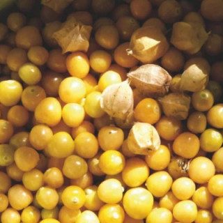 Physalis Pubescens Aunt Molly - Kokopelli