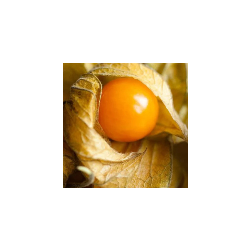 Physalis Pruinosa Cerise de Terre Physalis Pruinosa Cerise de Terre