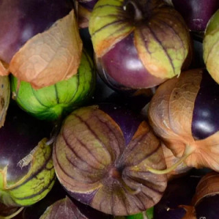 Physalis Philadelphica Purple de Milpa - Kokopelli